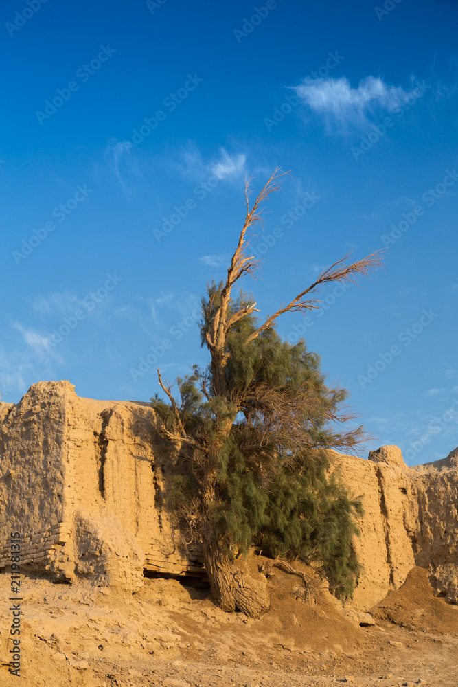 Obraz premium Tamarix in Karkouyeh, Sistan and Baluchistan, Iran