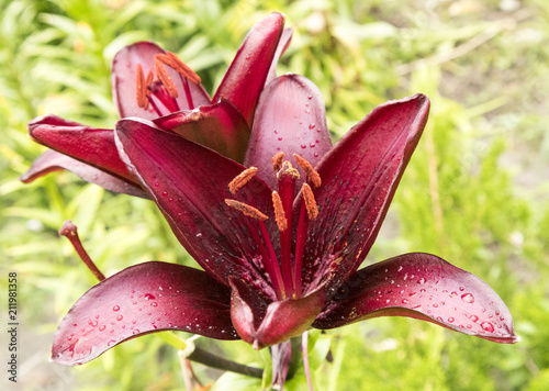 Asiatic hybrid lily 'Blackout' dark-red flower.