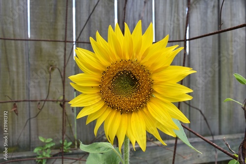 Volunteer Sunflower