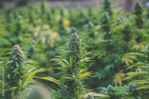 Outdoor Cannabis Flowers