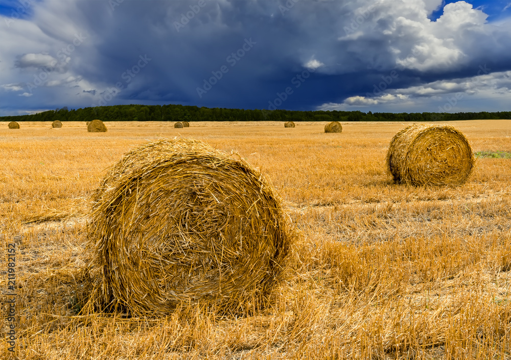 Agricultural landscape with rolls of haystacks. Rich harvesting concept, EC, Europe Agricultural landscape with rolls of haystacks. Rich harvesting concept, EC, Europe