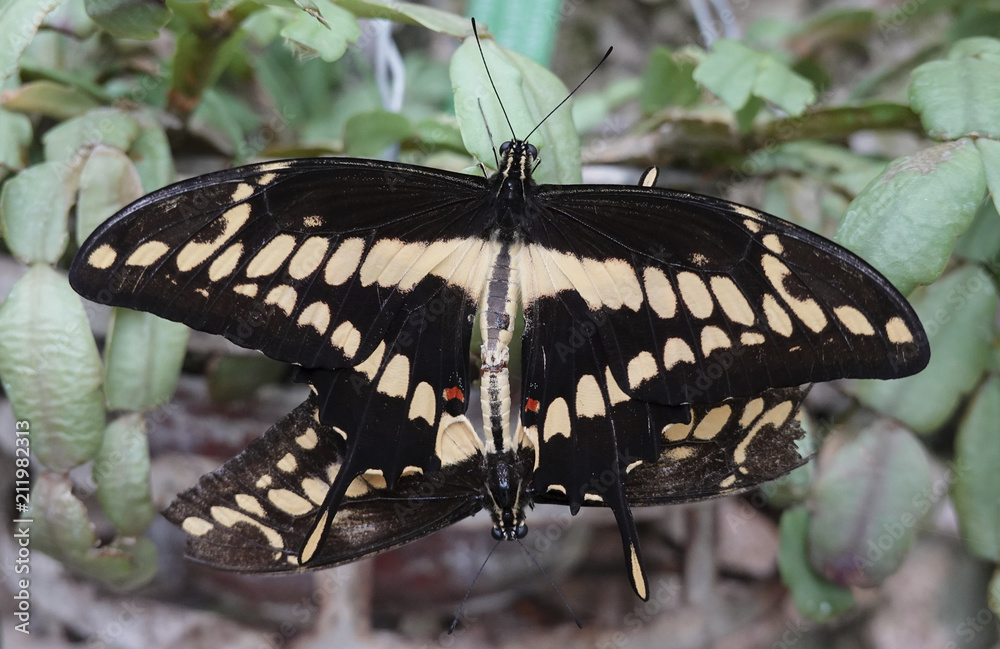 Fototapeta premium King swallowtail (Papilio thoas)