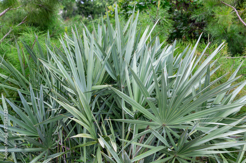 Silver saw palmetto (serenoa repens) plant palm leaves - Davie, Florida, USA photo