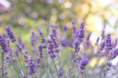 Lavender flower background with bokeh