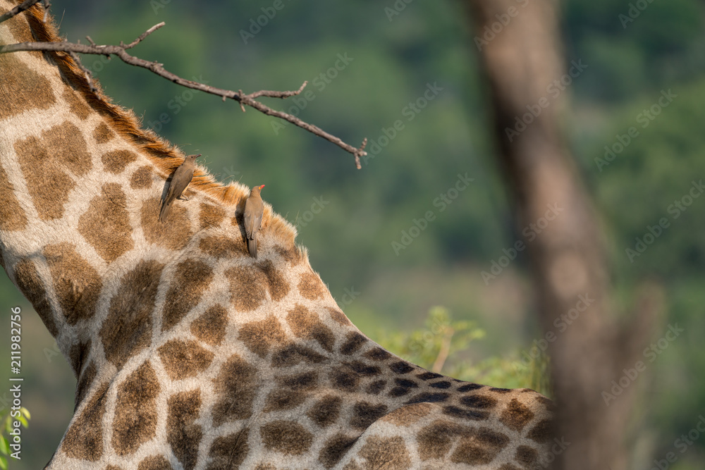 Giraffe (Giraffa) und Rotschnabel-Madenhacker (Buphagus erythrorhynchus), Südafrika, Afrika Giraffe (Giraffa) und Rotschnabel-Madenhacker (Buphagus erythrorhynchus), Südafrika, Afrika