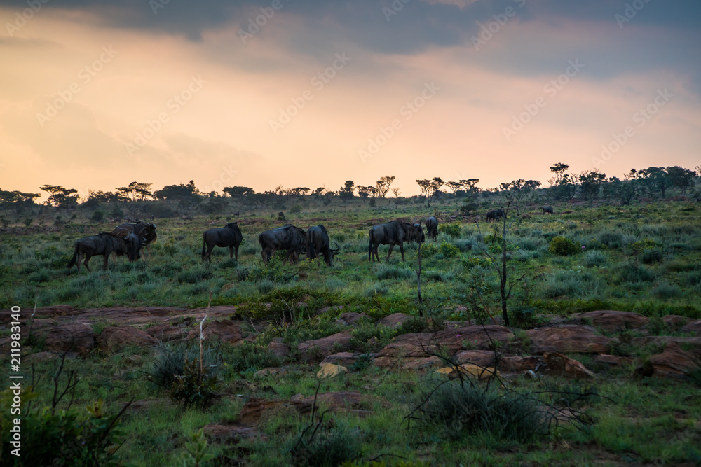 Gnus (Connochaetes), Südafrika, Afrika