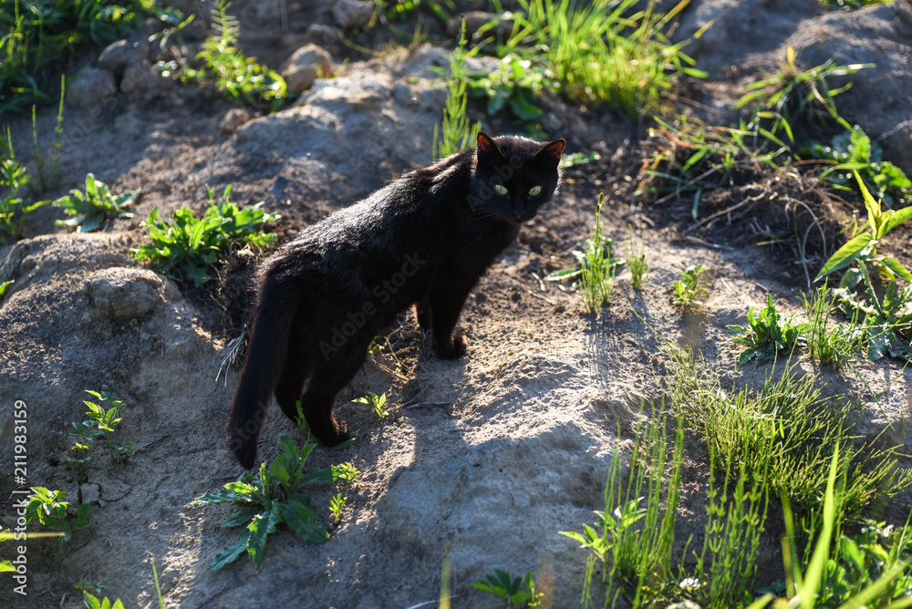 Naklejka premium Black cat 