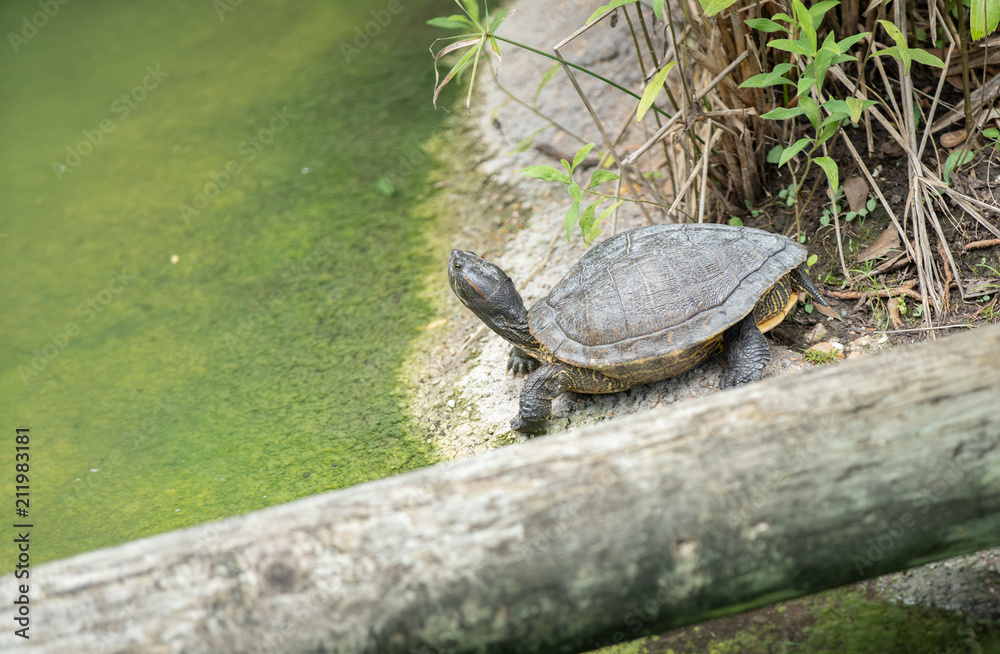 painted turtle enjoying the hot sun painted turtle enjoying the hot sun