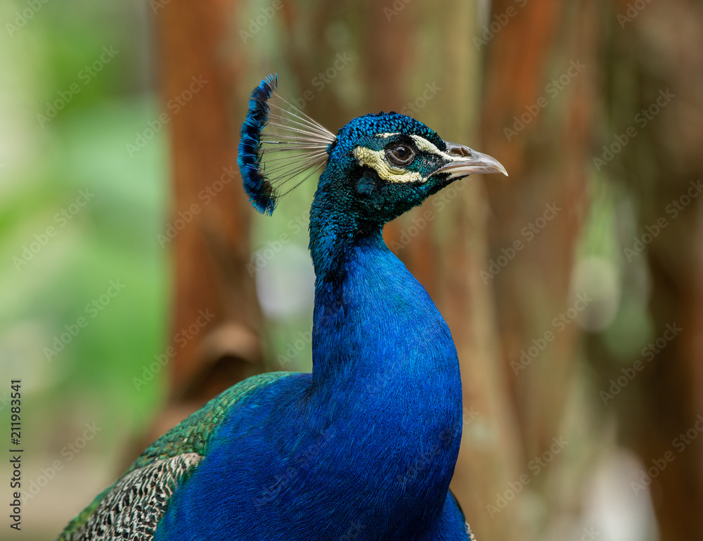 vibrant peacock poses for a side profile vibrant peacock poses for a side profile