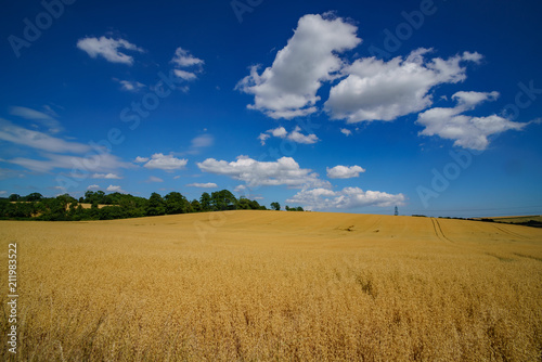 Wheat farm in the educational Butser Ancient Farm