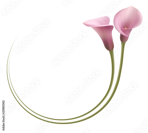 Realistic pink calla lily frame, circle. The symbol of Enchanting beauty.