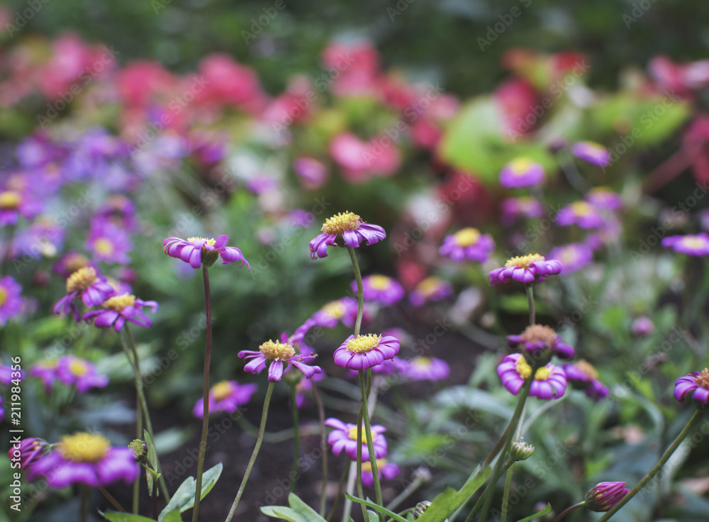 Flower Power