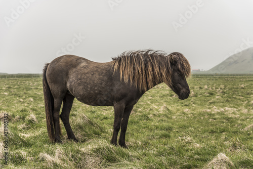 Fototapeta Naklejka Na Ścianę i Meble -  Brown Icelandic Horse Standing in Field