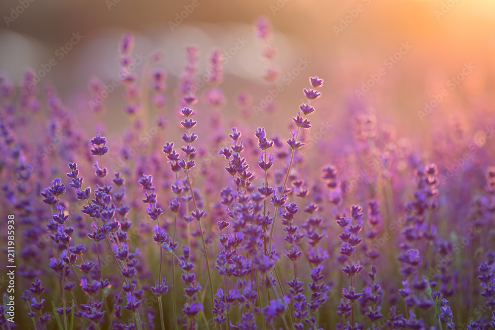 Obraz premium Lavender Field. Beautiful Violet Flowers