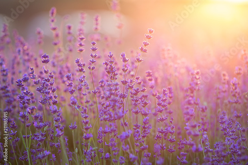 Fototapeta Naklejka Na Ścianę i Meble -  Lavender Field. Beautiful Violet Flowers