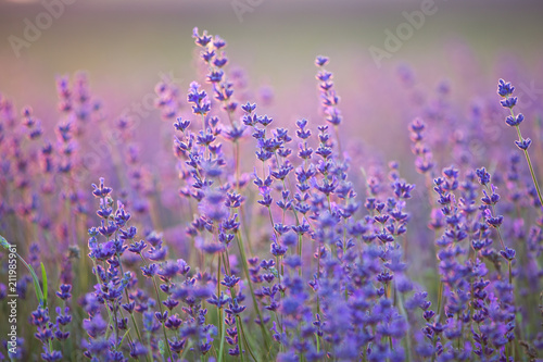 Fototapeta Naklejka Na Ścianę i Meble -  Lavender Field. Beautiful Violet Flowers