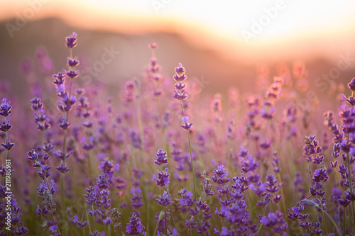Fototapeta Naklejka Na Ścianę i Meble -  Lavender Field. Beautiful Violet Flowers