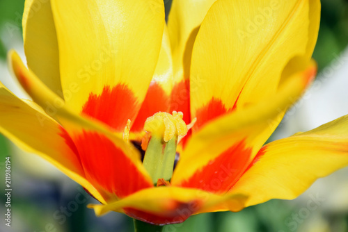 Close up of yellow blooming tulip in sunny garden  tulip detail