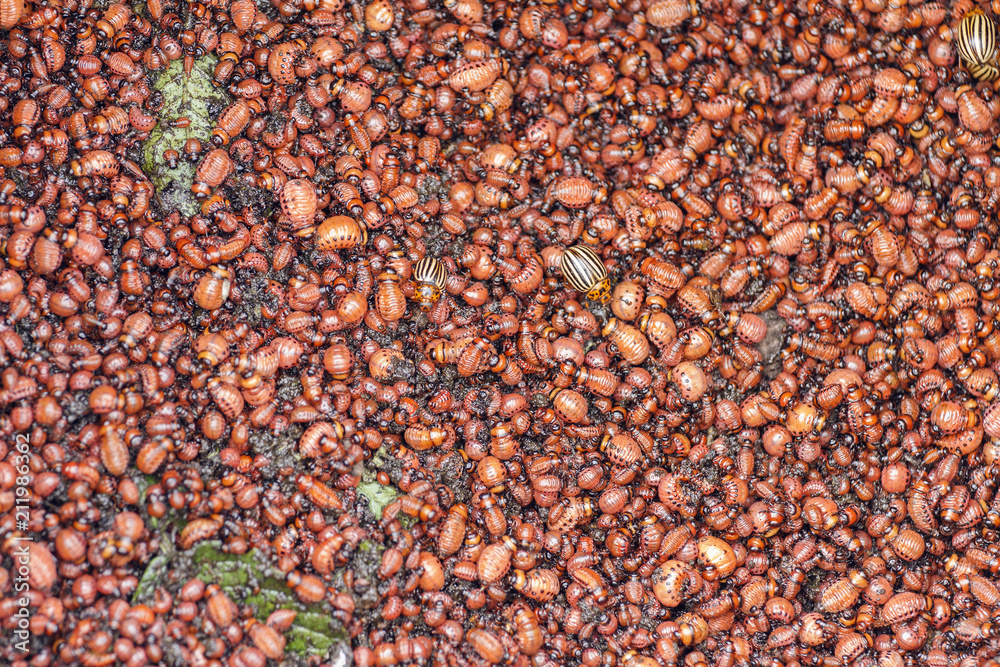 Heap of Colorado beetle collected on potato field. Texture background Heap of Colorado beetle collected on potato field. Texture background