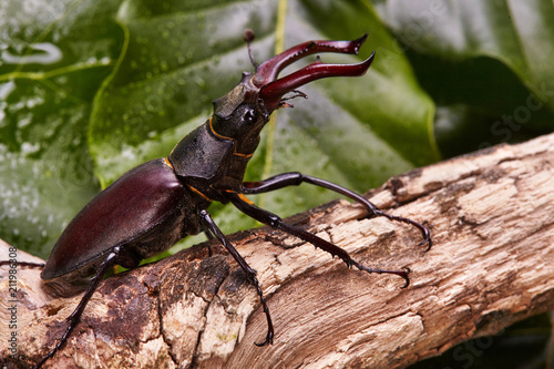 Stag beetle creeping on the wooden branch .Closeup. beetles background