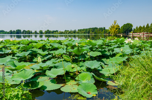 Lotus plants with big green leaves in the Mincio river at Mantova, Lombardy, Italy