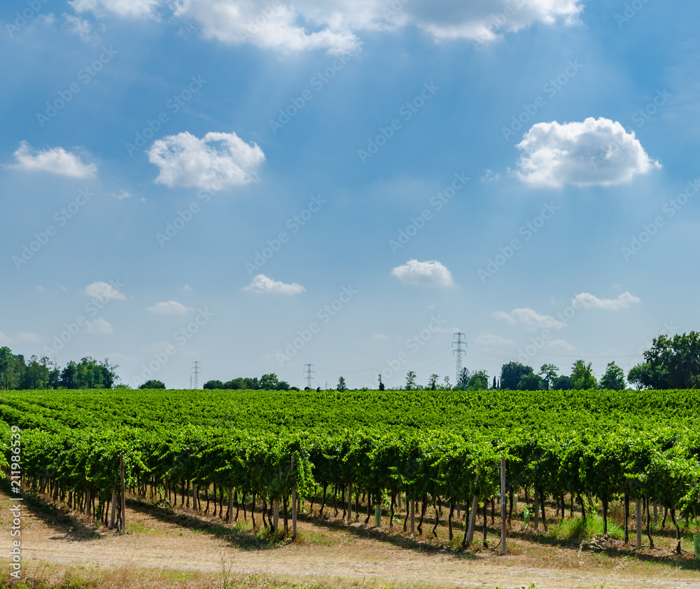 Rows of vines close to lake Garda in northern Italy on a sunny day with a beautiful sky