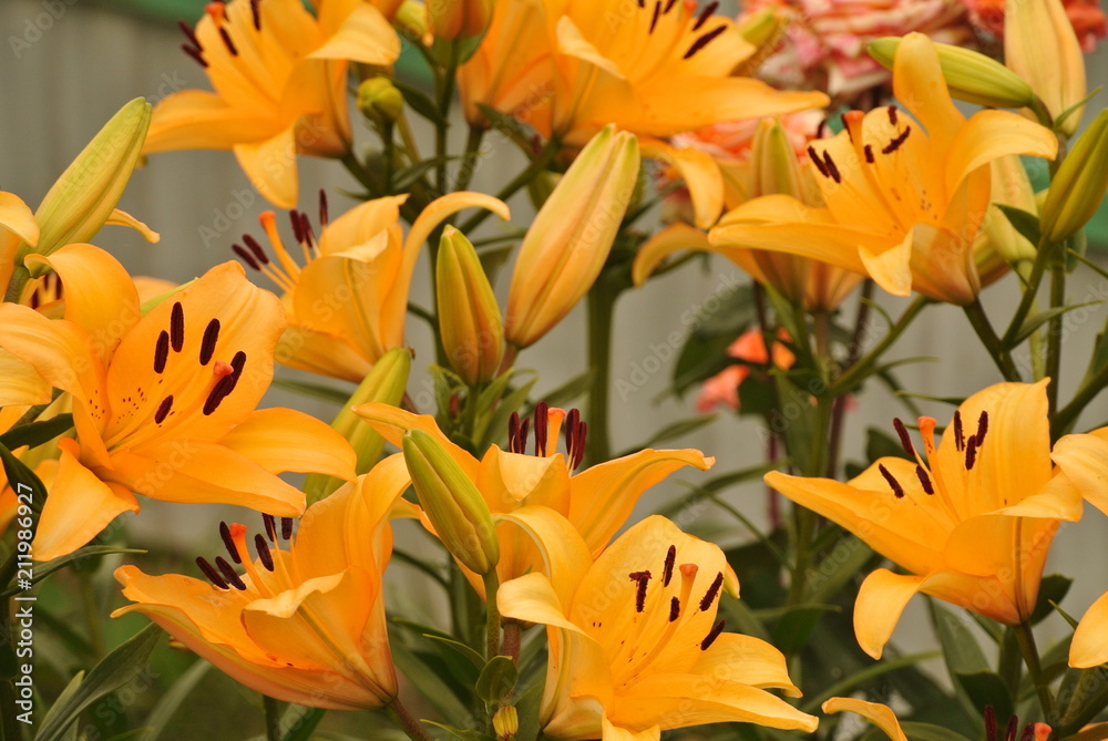 Lilium bulbiferum flowers