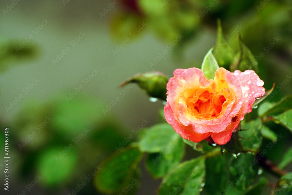 large beautiful orange rose with drops after rain