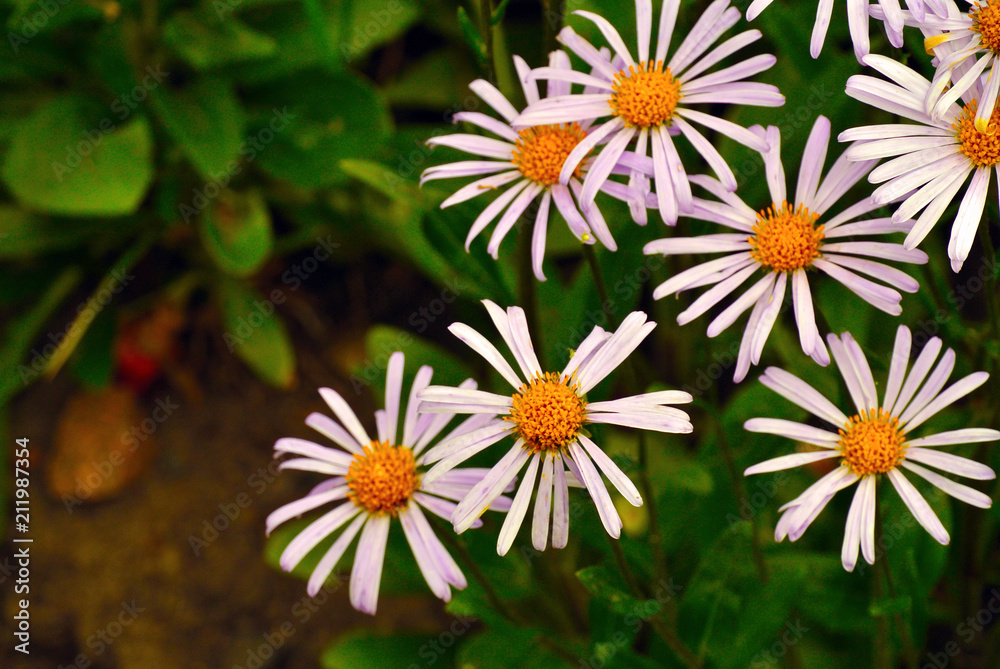 white flowers with a yellow center white flowers with a yellow center