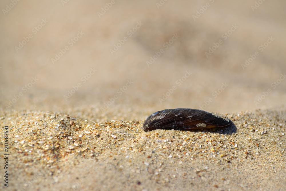 sand texture, stone, sea shell