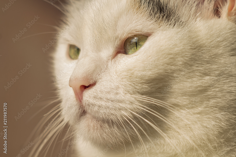profilo di gatto Stock Photo | Adobe Stock