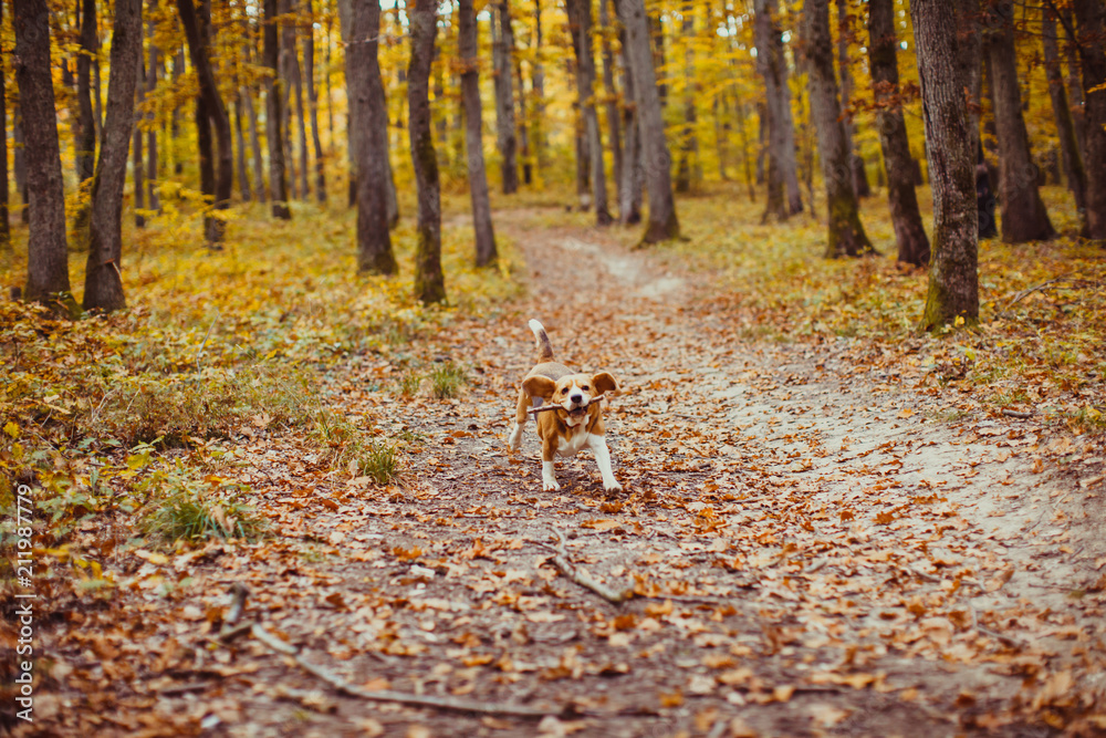 Beagle dog running