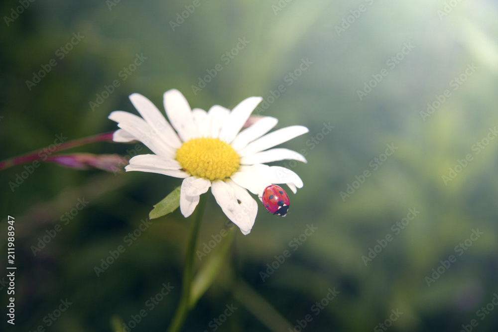 A big ladybug on a flower