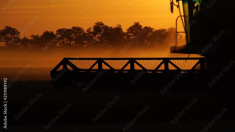Combine harvester harvests wheat at sunset. Slow motion Combine harvester harvests wheat at sunset. Slow motion