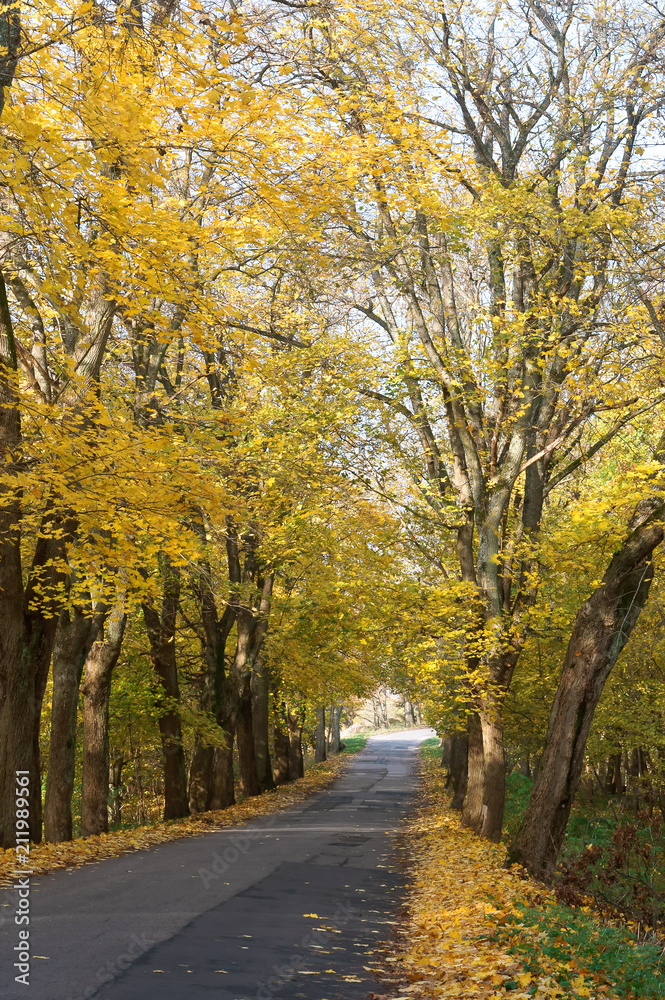 Trees along the road with yellow leaves. Wet autumn road.