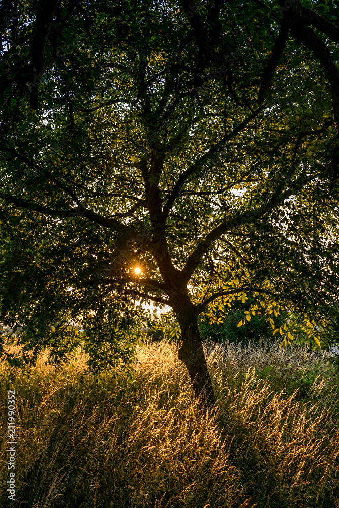 Abendsonne im Baum