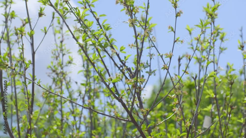 Close up slow motion shot of the first spring gentle leaves, buds and branches against background with blue cloudy sky, Close up slow motion shot of the first spring gentle leaves, buds and branches against background with blue cloudy sky,