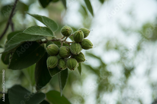 Mexican olive tree drupes photo