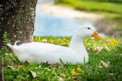 Full body side view of a pekin duck sitting in grass with pond in background, eyes open.