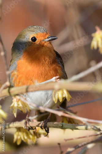 European robin (Erithacus rubecula) photo