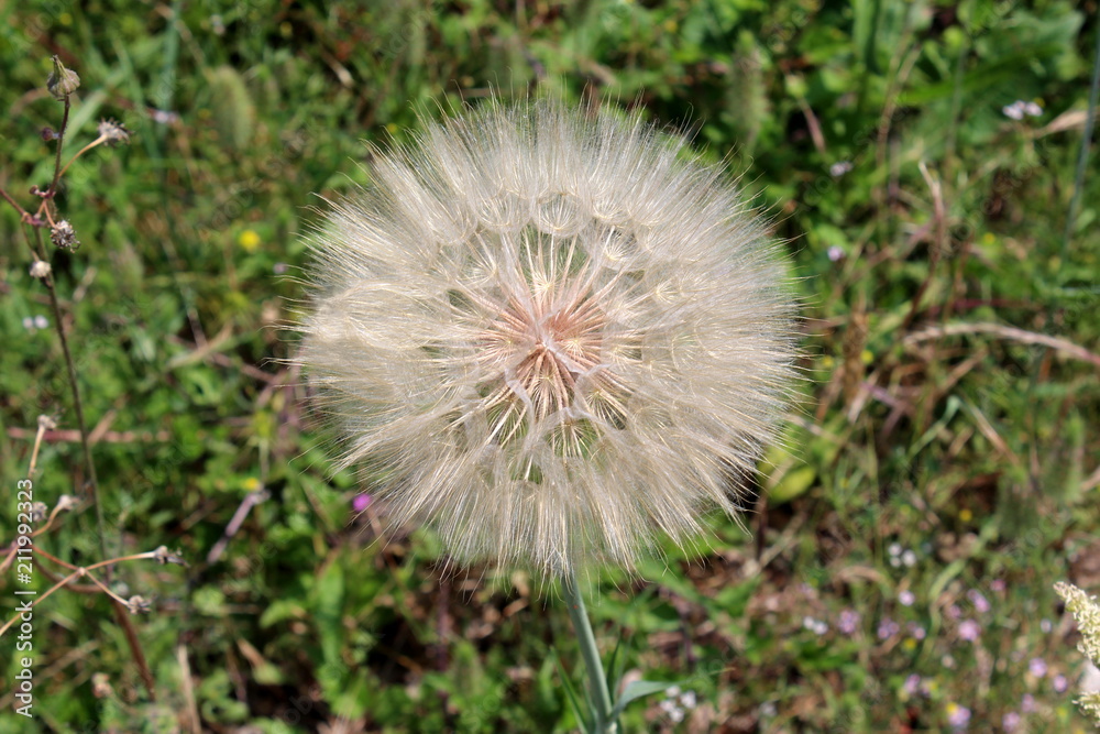 Large Dandelion or Taraxacum flower head composed of numerous small florets with green leaves and grass background on a warm sunny day Large Dandelion or Taraxacum flower head composed of numerous small florets with green leaves and grass background on a warm sunny day