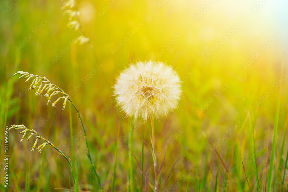 White fluffy dandelion in the green grass in the soft rays of the sun. Wildflowers