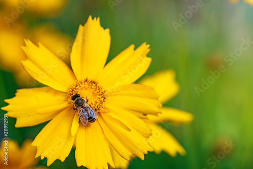 Coreopsis. Yellow bright flowers. A bee collecting nectar.