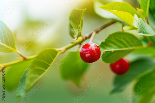 Juicy red cherries on cherry tree. Close-up
