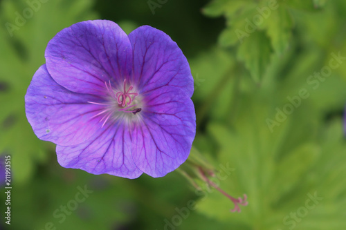 Fleur violette de géranium rozanne photo