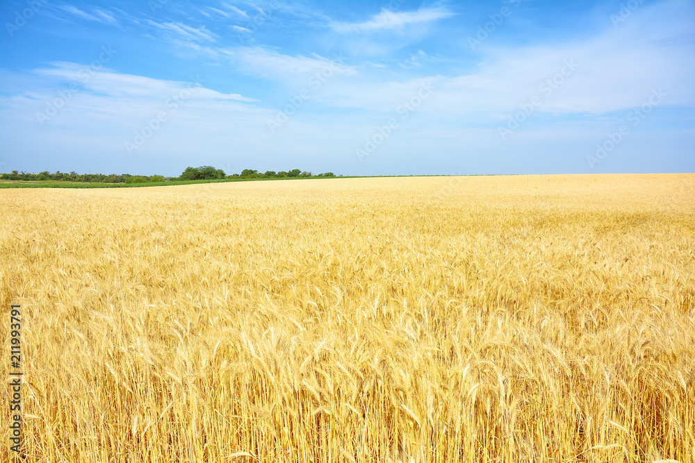 Yellow wheat field, harvest of grain crops. Mature wheat ears of a new crop. Rural landscape. Yellow wheat field, harvest of grain crops. Mature wheat ears of a new crop. Rural landscape.