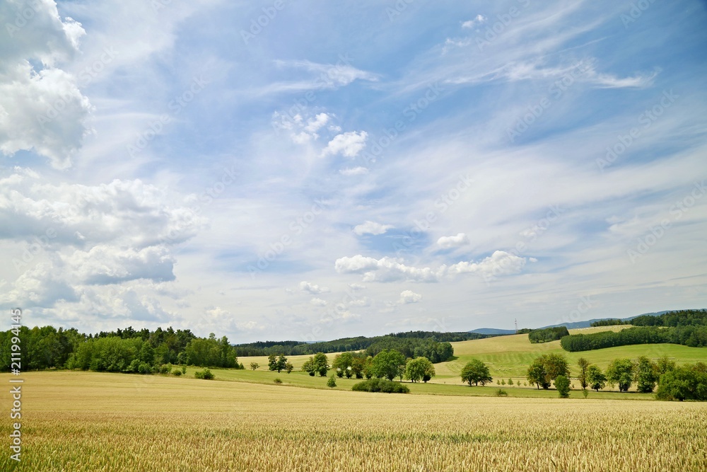 View of summer rural countryside with yellow wheat field in foreground, rural landscape, green hills in distance, sunny day with blue sky and blurry white clouds