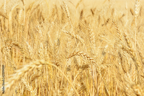 Yellow wheat field  harvest of grain crops. Mature wheat ears of a new crop. Rural landscape.