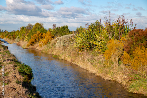 Native trees and shrubs used for riparian planting along a farm waterway photo