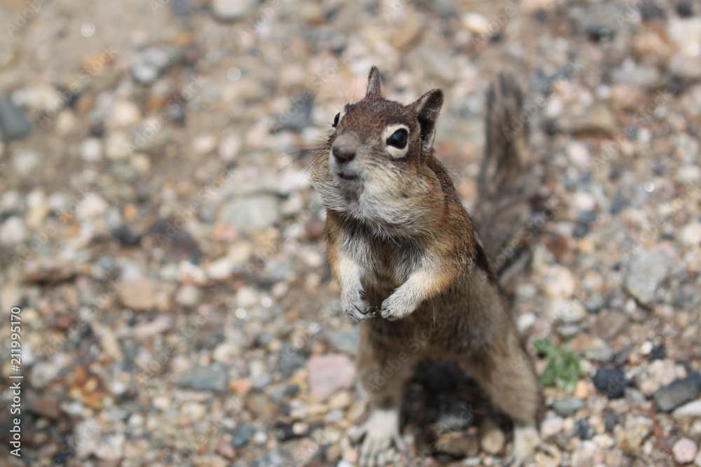 Obraz premium Chipmunk